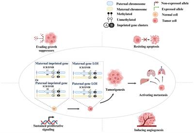 The role of imprinting genes’ loss of imprints in cancers and their clinical implications